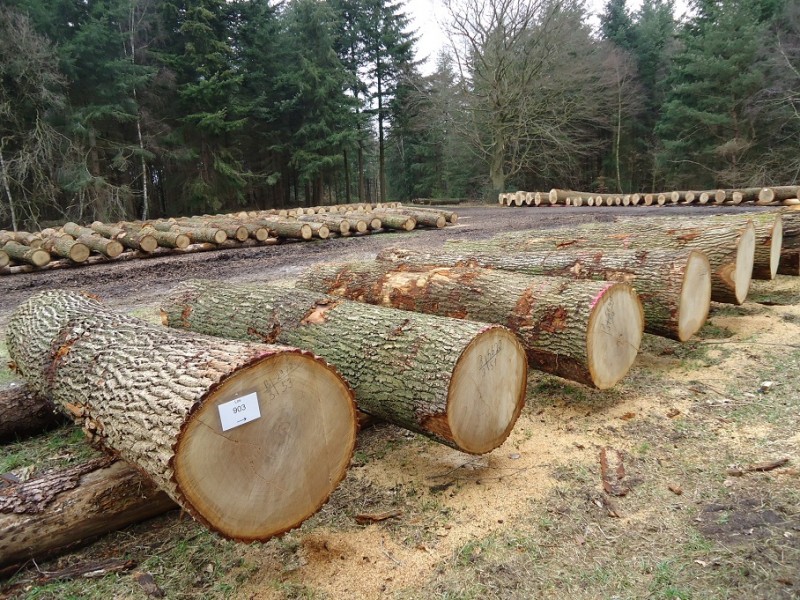 White Oak Log