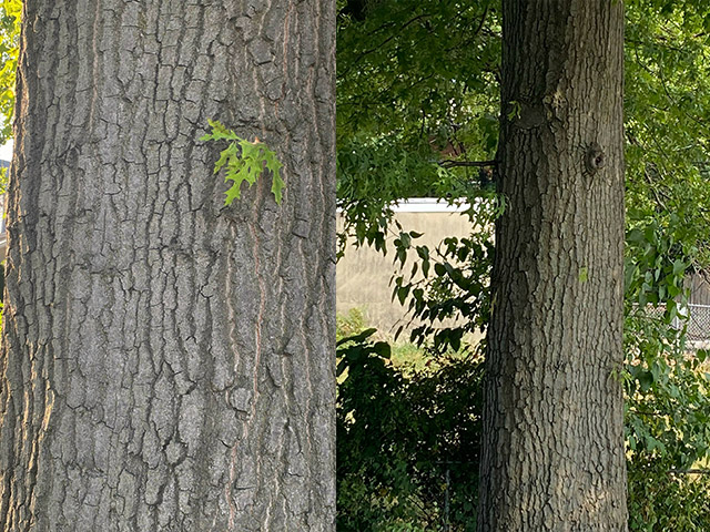 White Oak Log